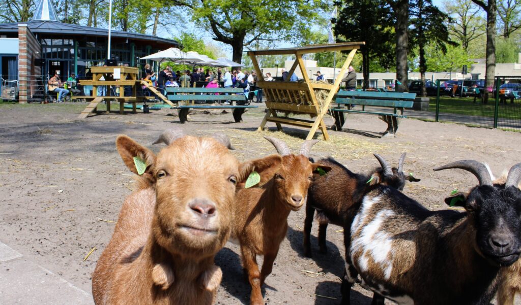 dierenweide